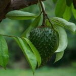 zuurzak in de natuur